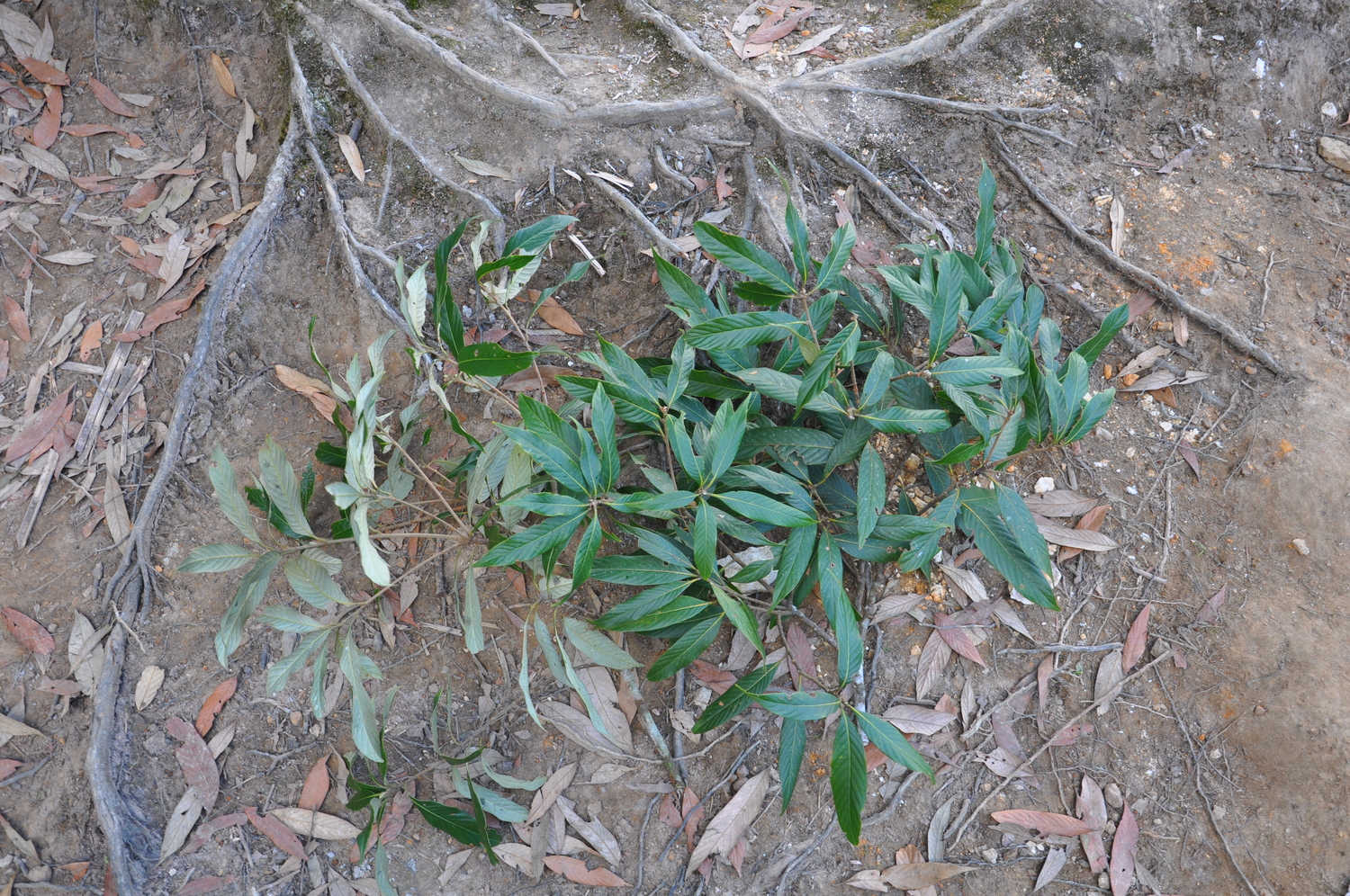 Castanopsis lecomtei (Castanopsis lecomtei)