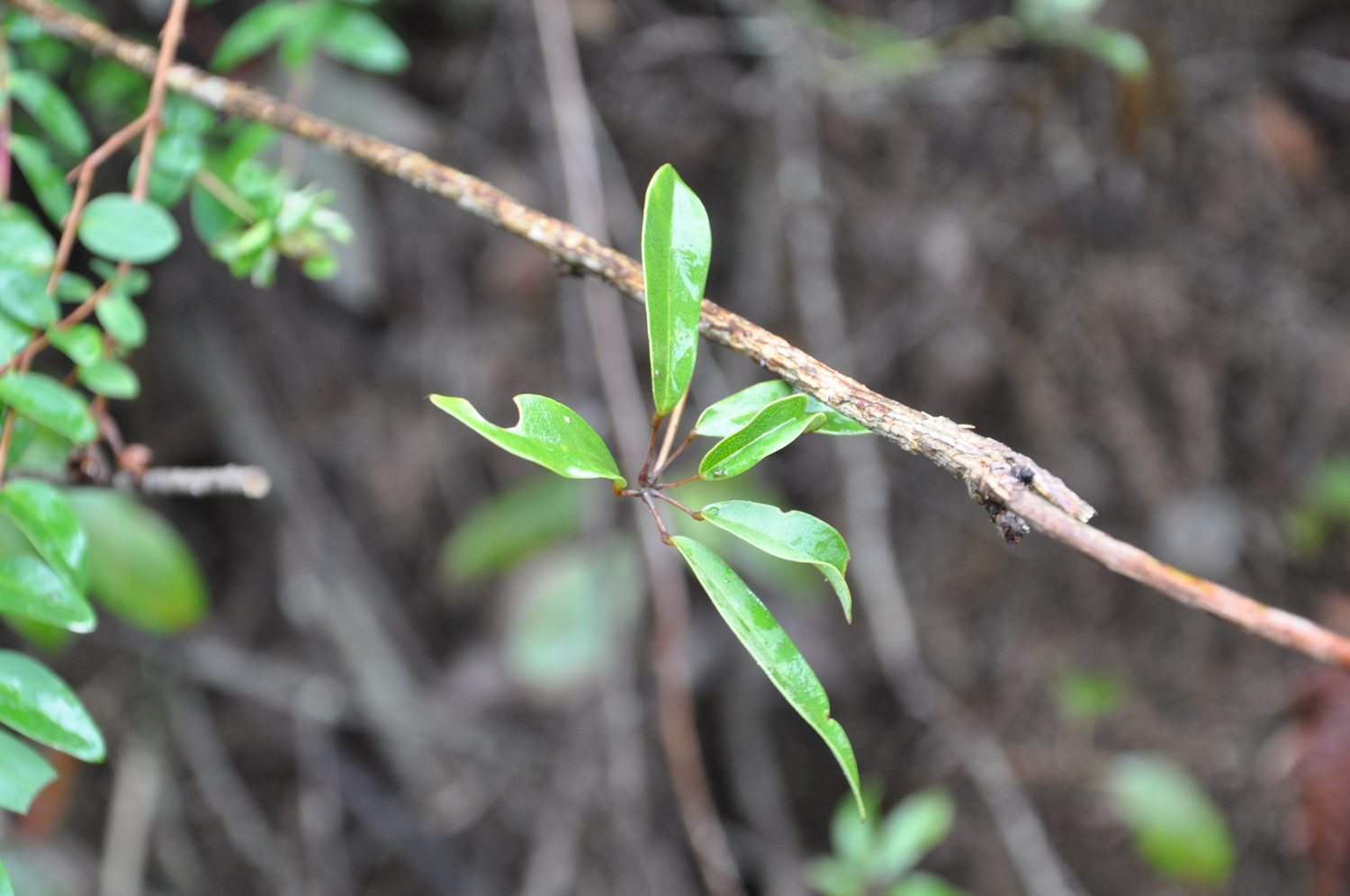 Stauntonia chapaensis (Stauntonia chapaensis)