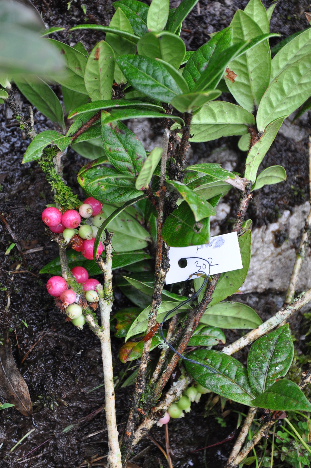 Vaccinium dunalianum — ảnh 3