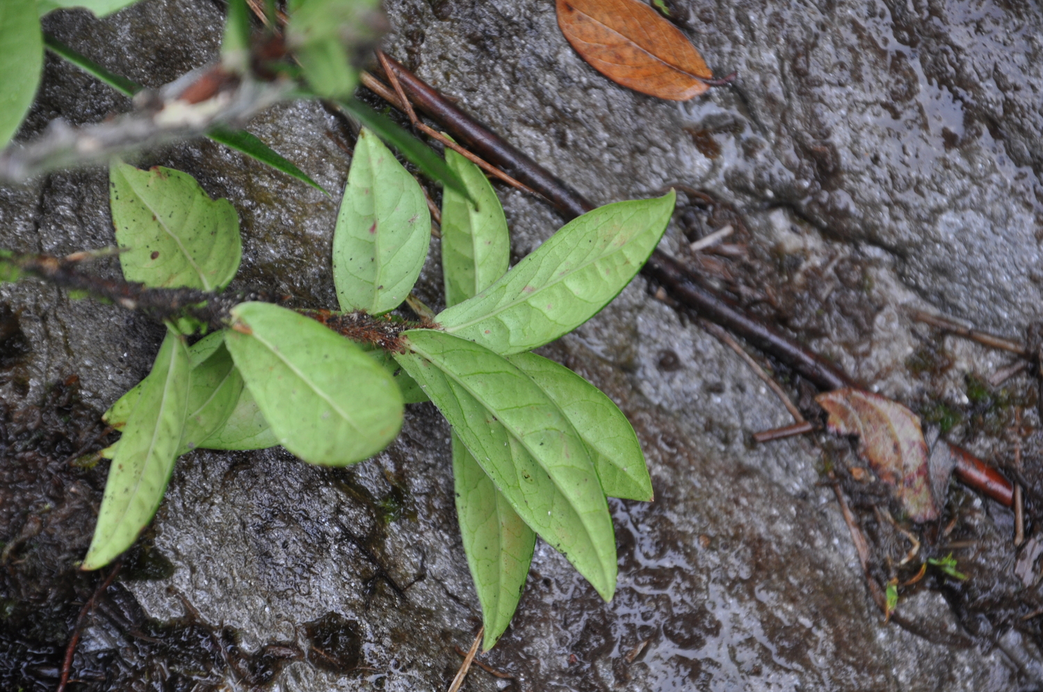 Vaccinium dunalianum — ảnh 2