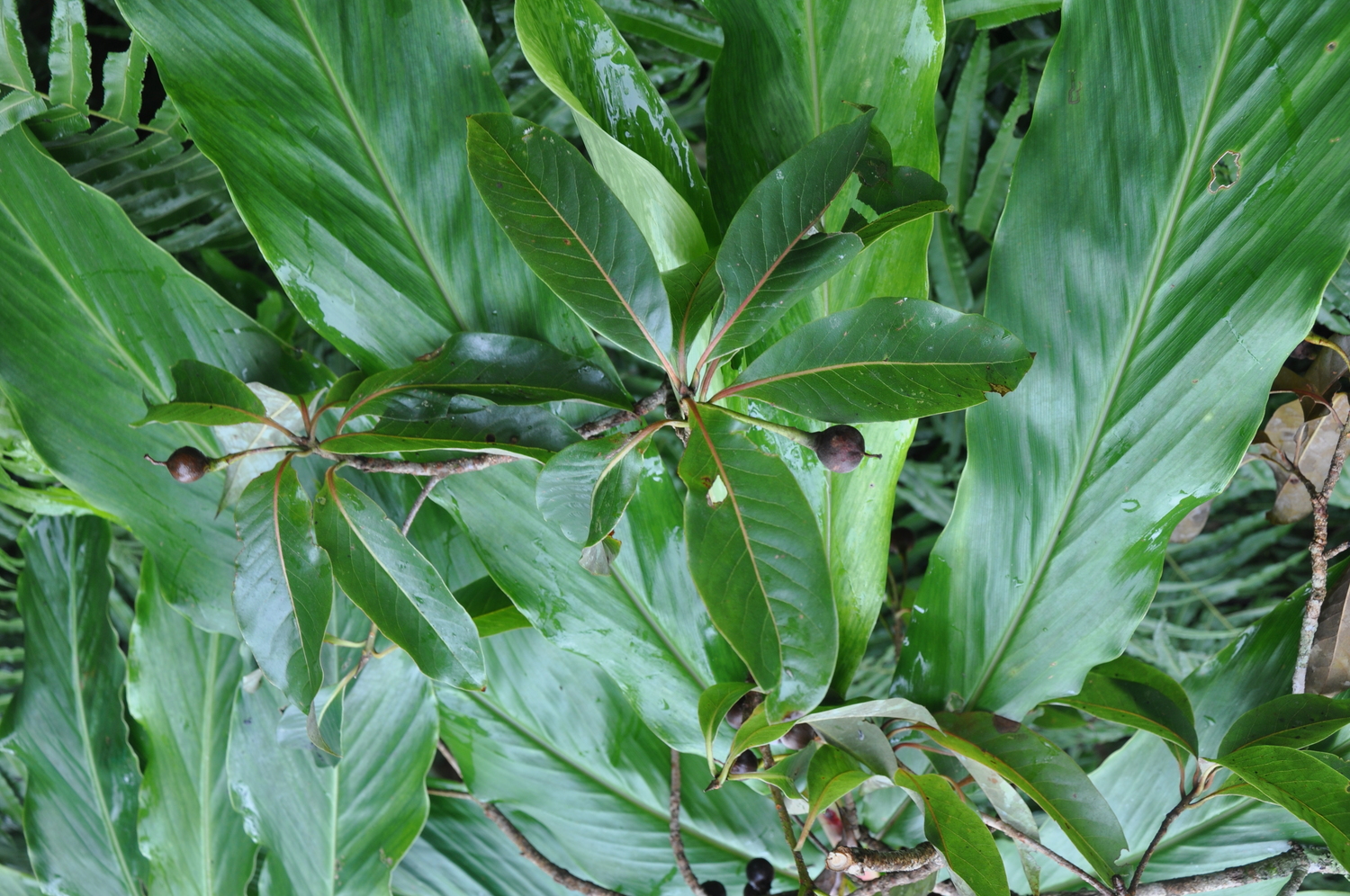 Schima superba (Schima superba)