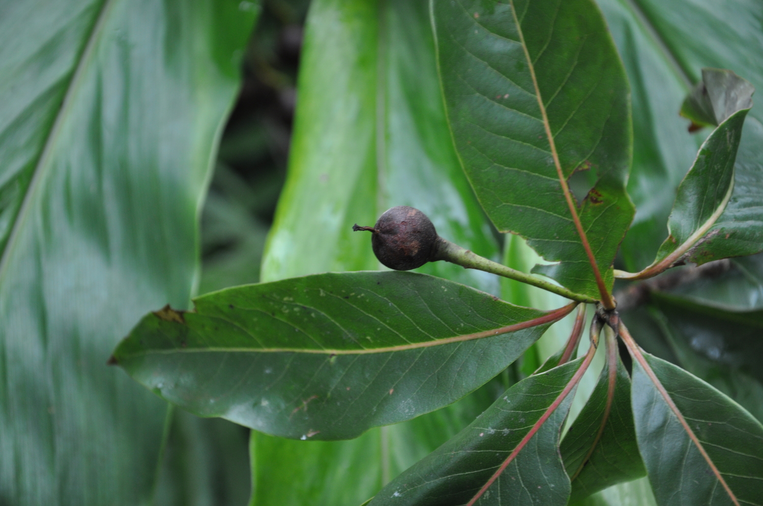 Schima superba — ảnh 2