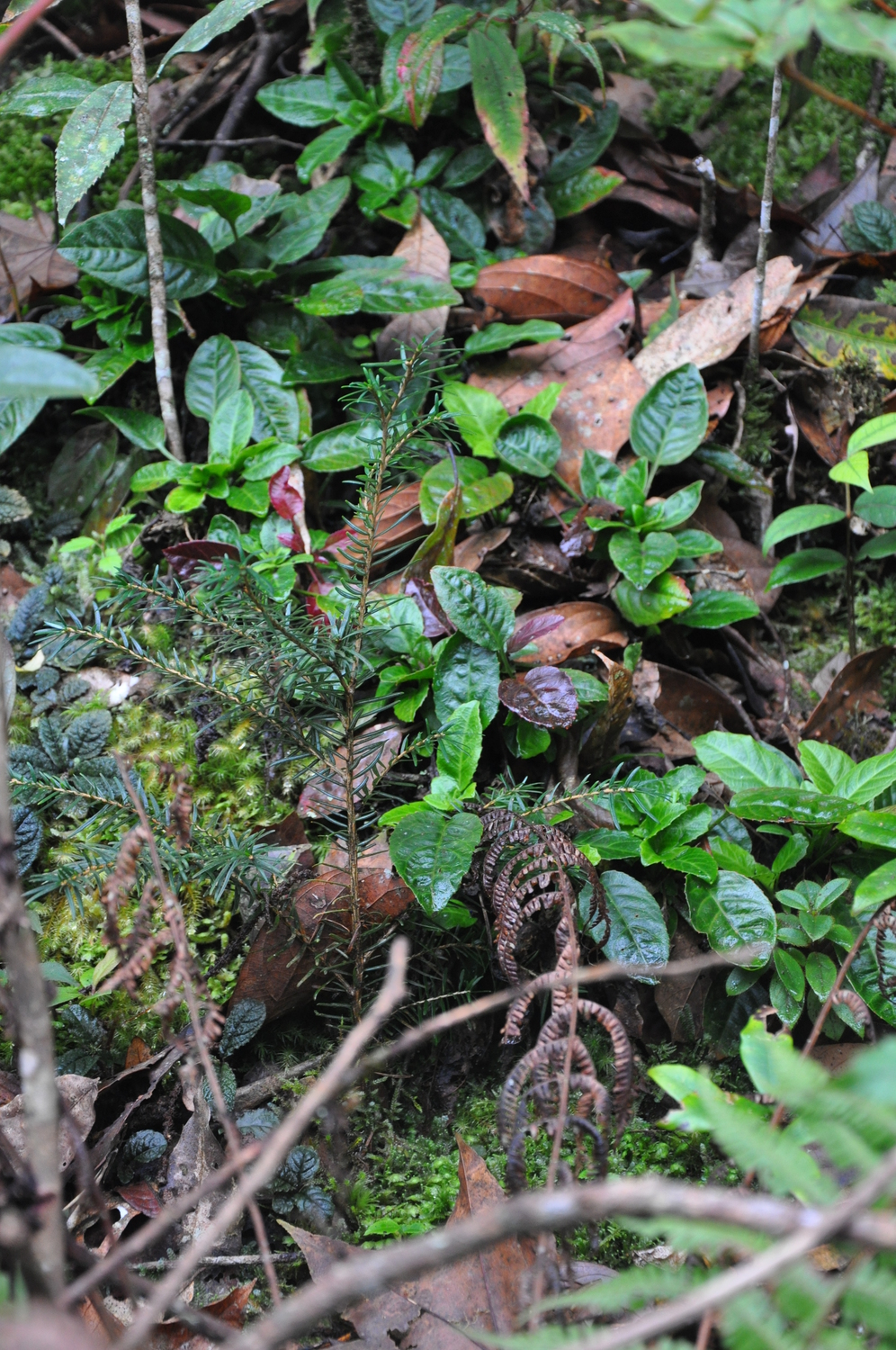 Tsuga dumosa — ảnh 2
