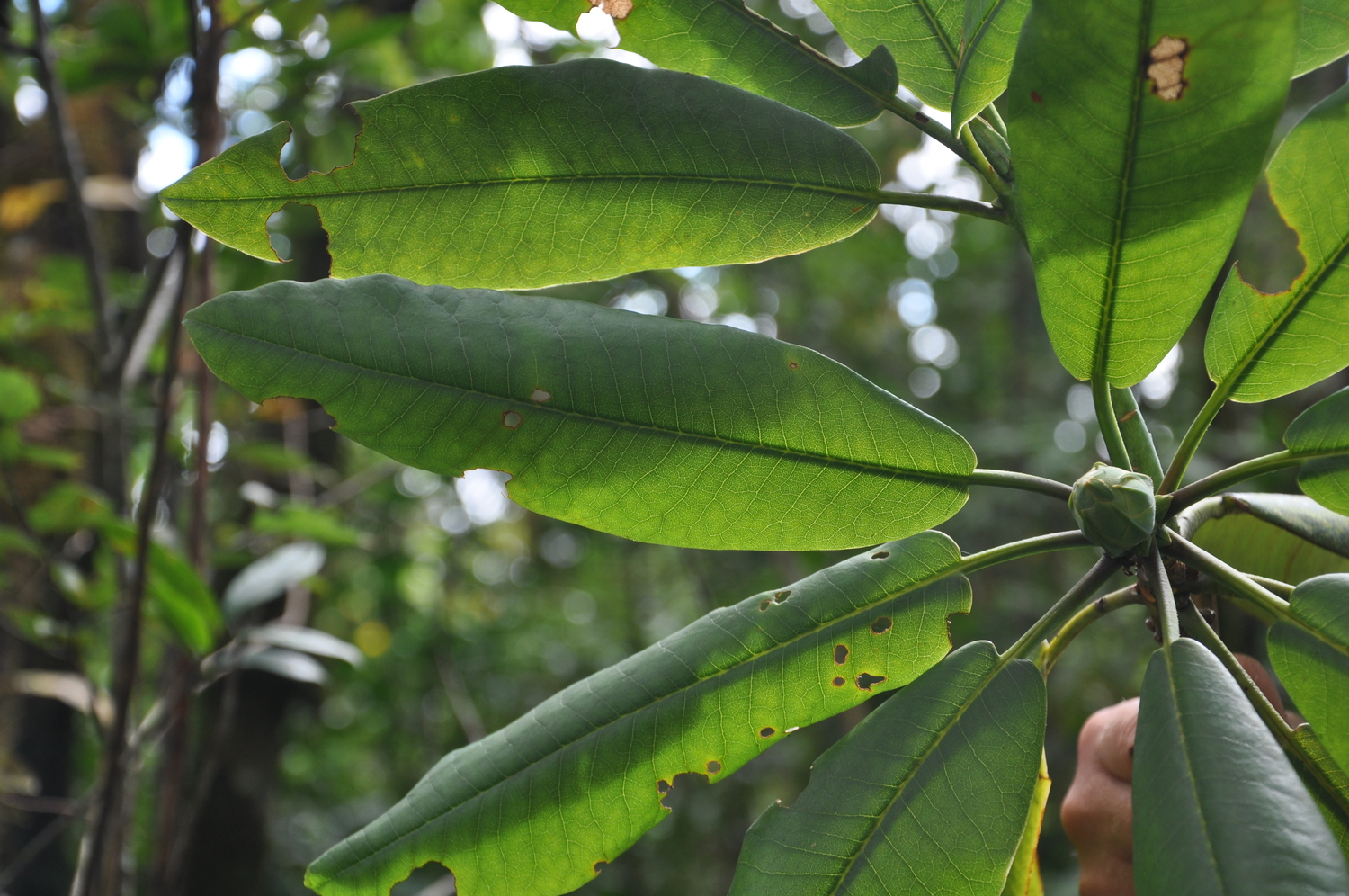 Rhododendron kyawii (Rhododendron kyawii)