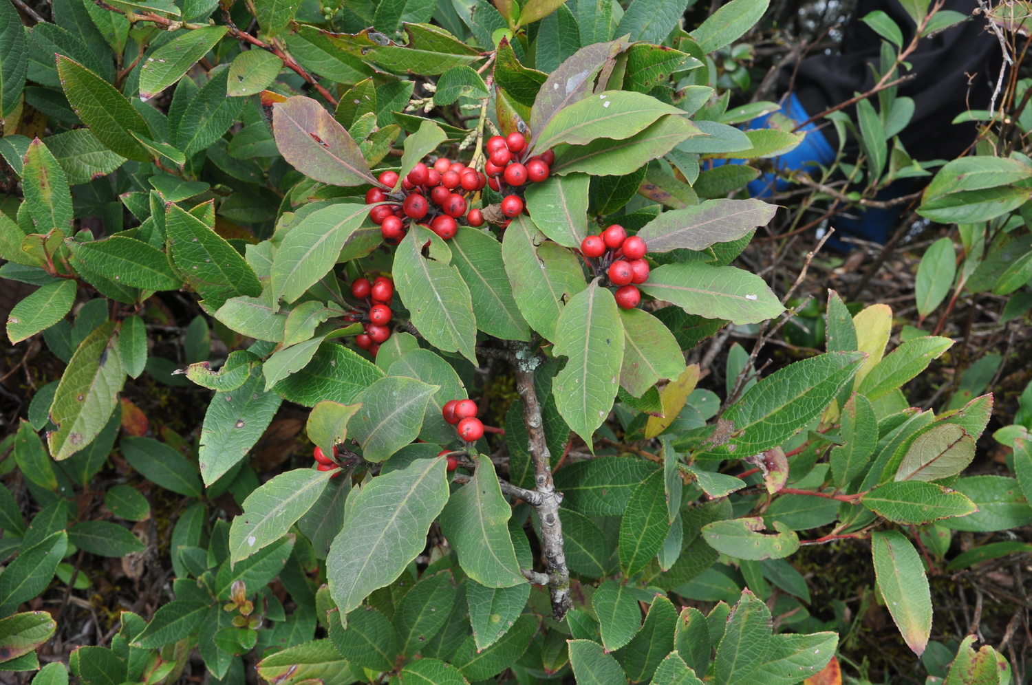 Stranvaesia davidiana (Stranvaesia davidiana)
