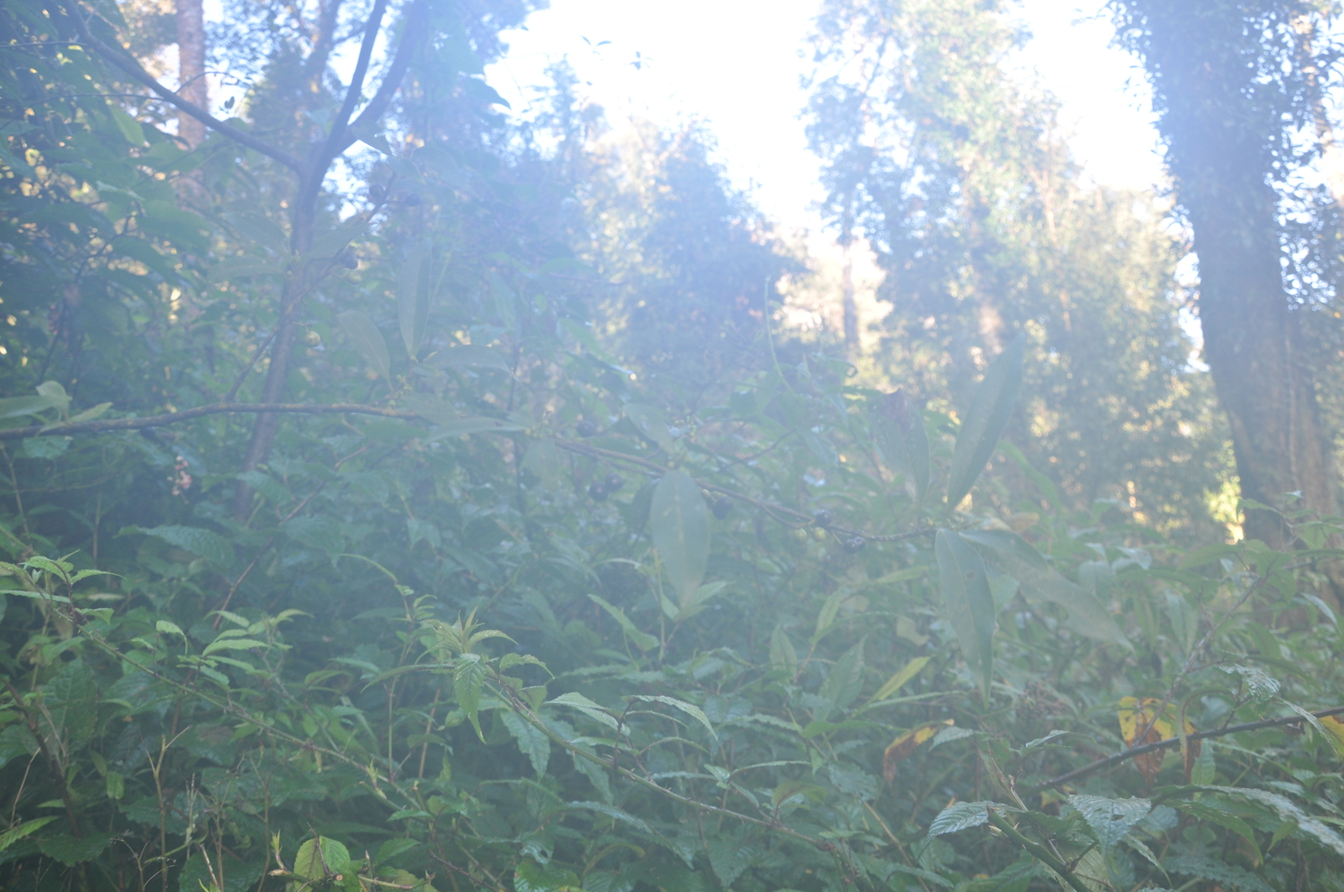 Litsea thorelii — ảnh 2