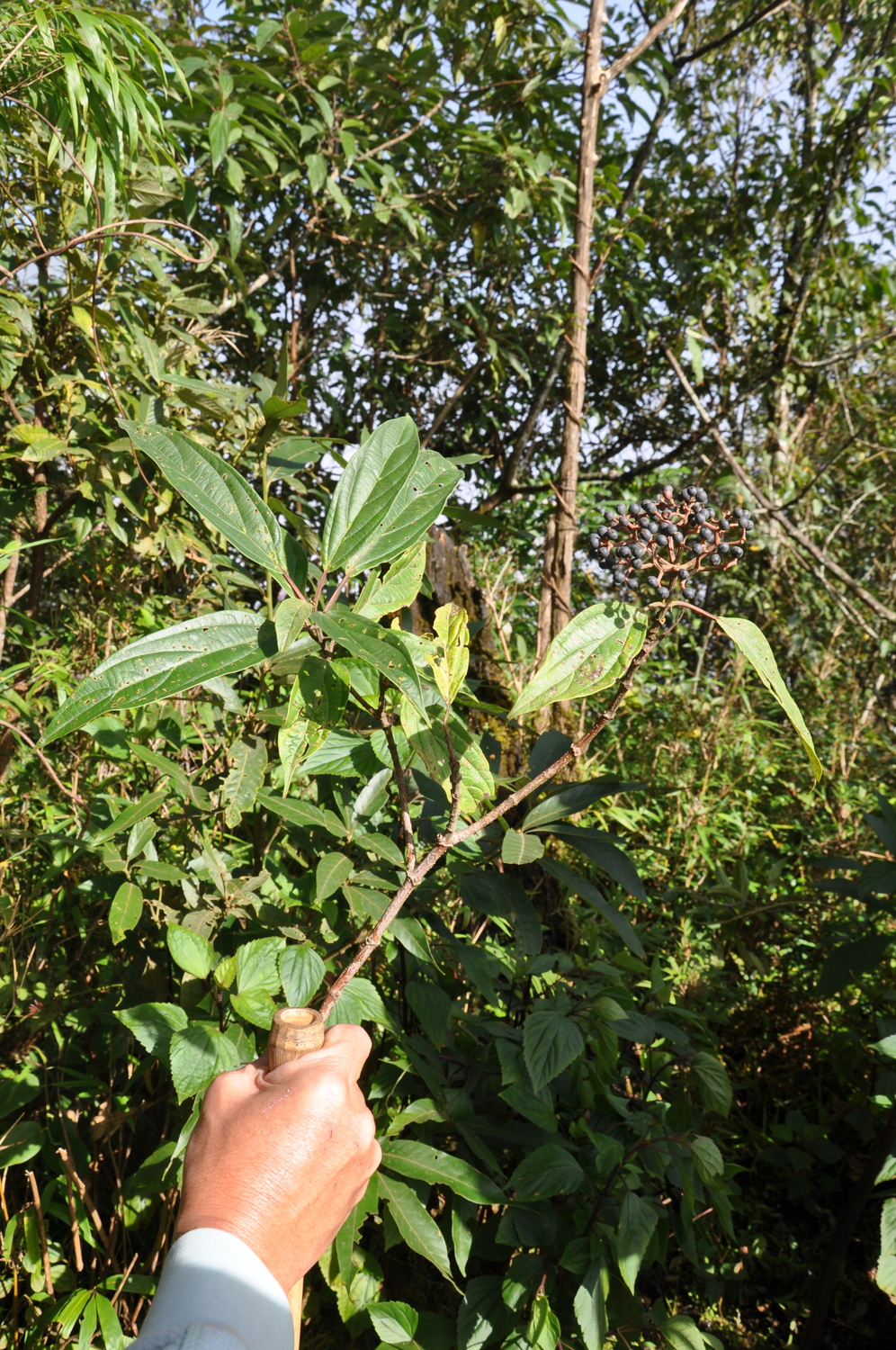Viburnum fansipanense (Viburnum fansipanense)