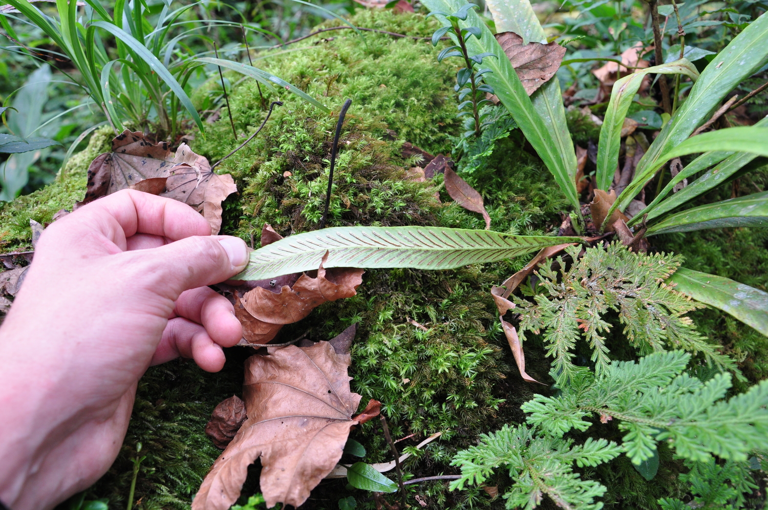 Asplenium crinicaule — ảnh 2