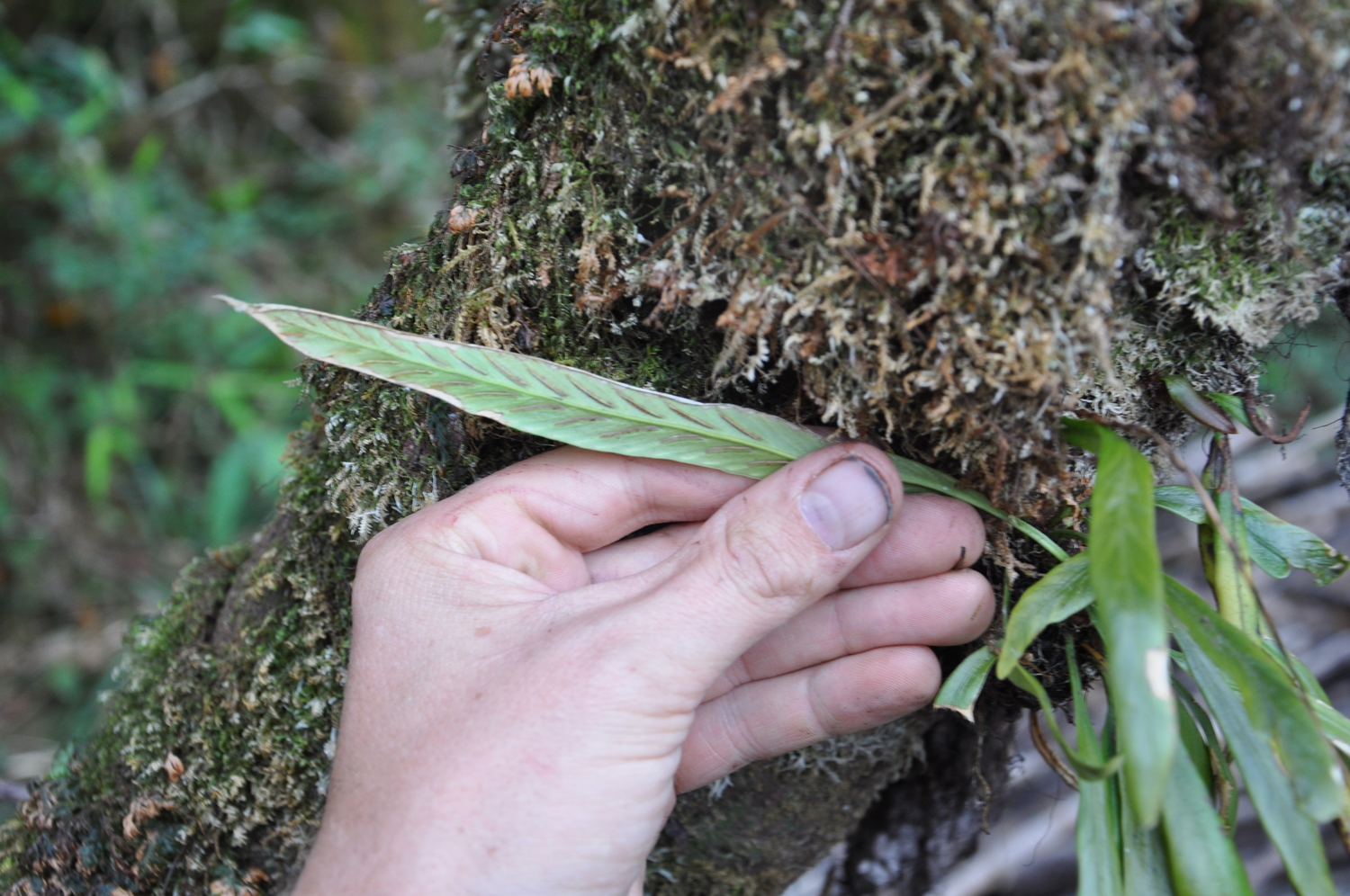 Asplenium ensiforme — ảnh 2