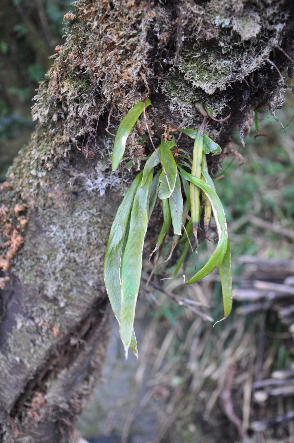 Asplenium ensiforme (Asplenium ensiforme)