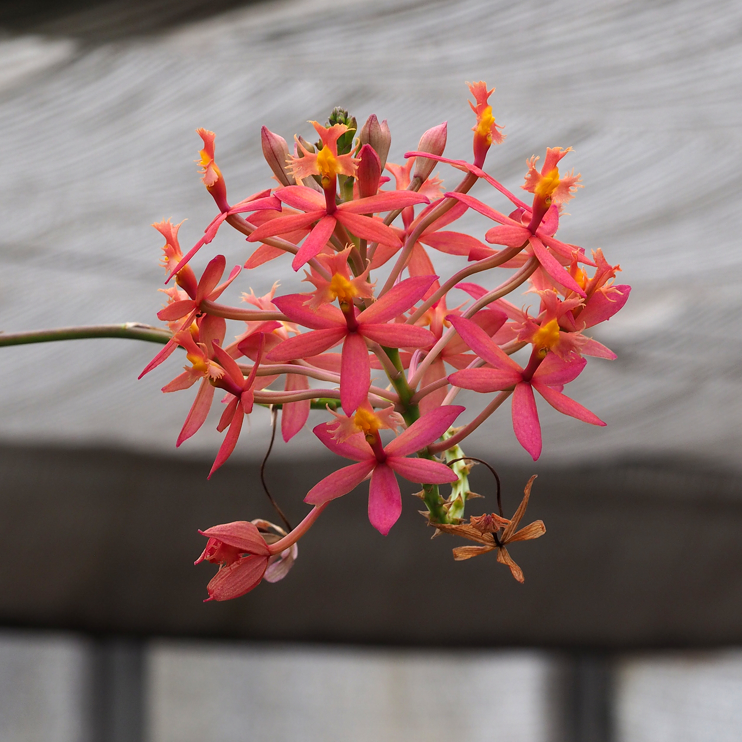 Epidendrum burtonii D.E.Benn. & Christenson 3