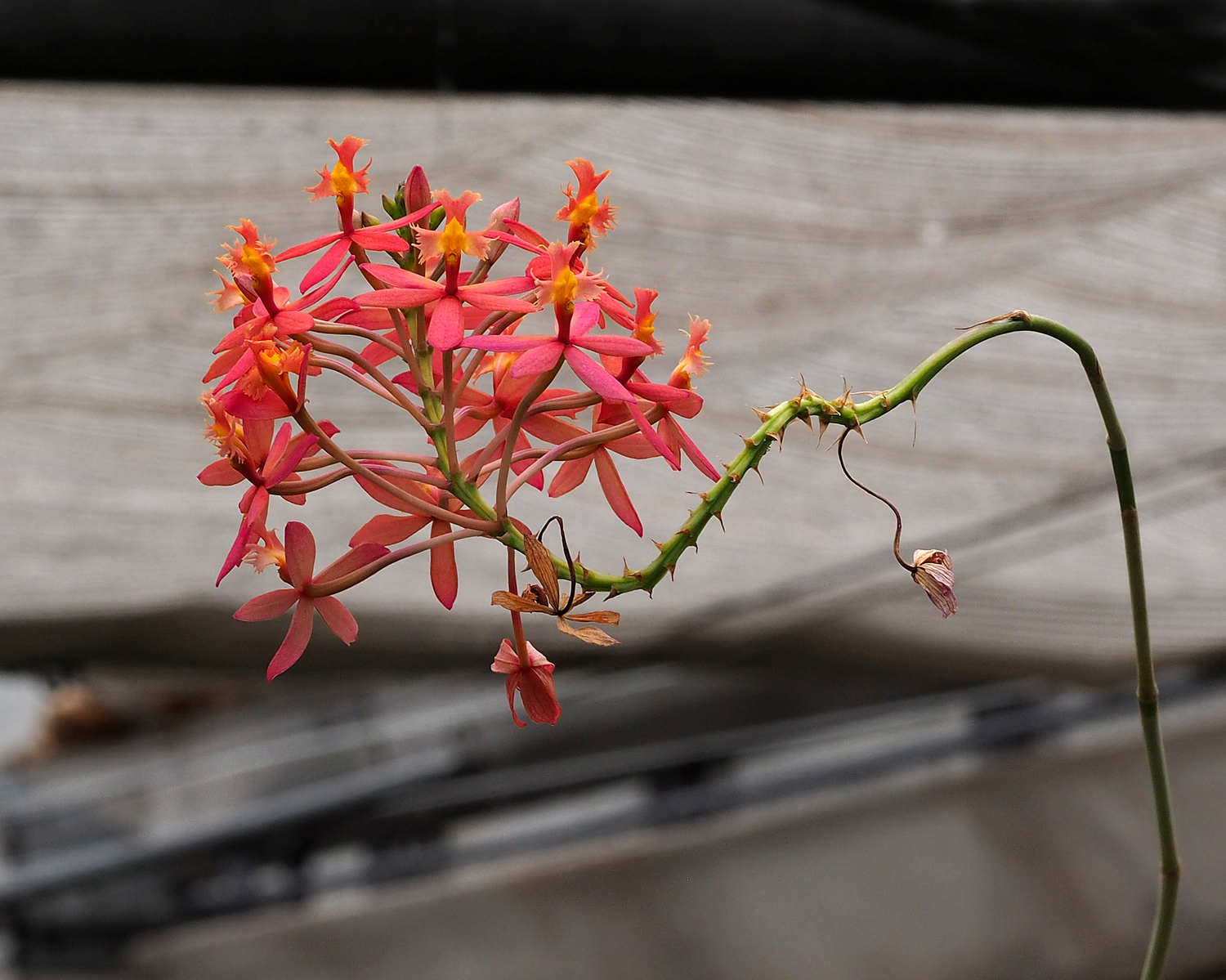 Epidendrum burtonii D.E.Benn. & Christenson 4