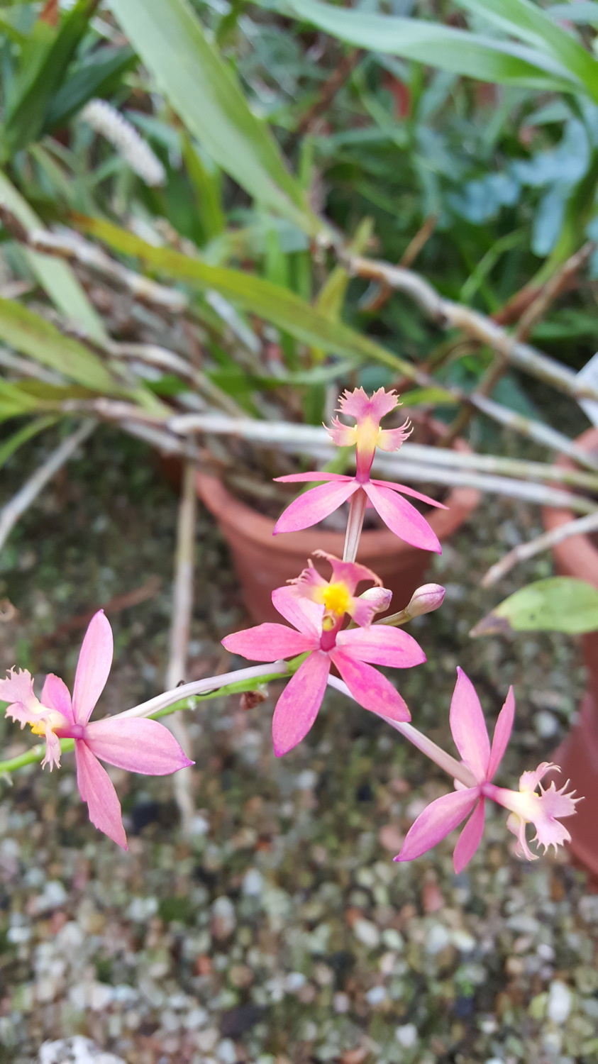 Epidendrum burtonii D.E.Benn. & Christenson 2