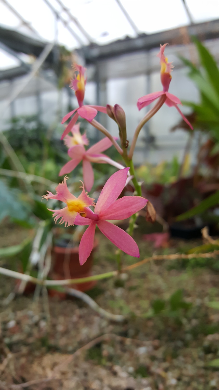 Epidendrum burtonii D.E.Benn. & Christenson