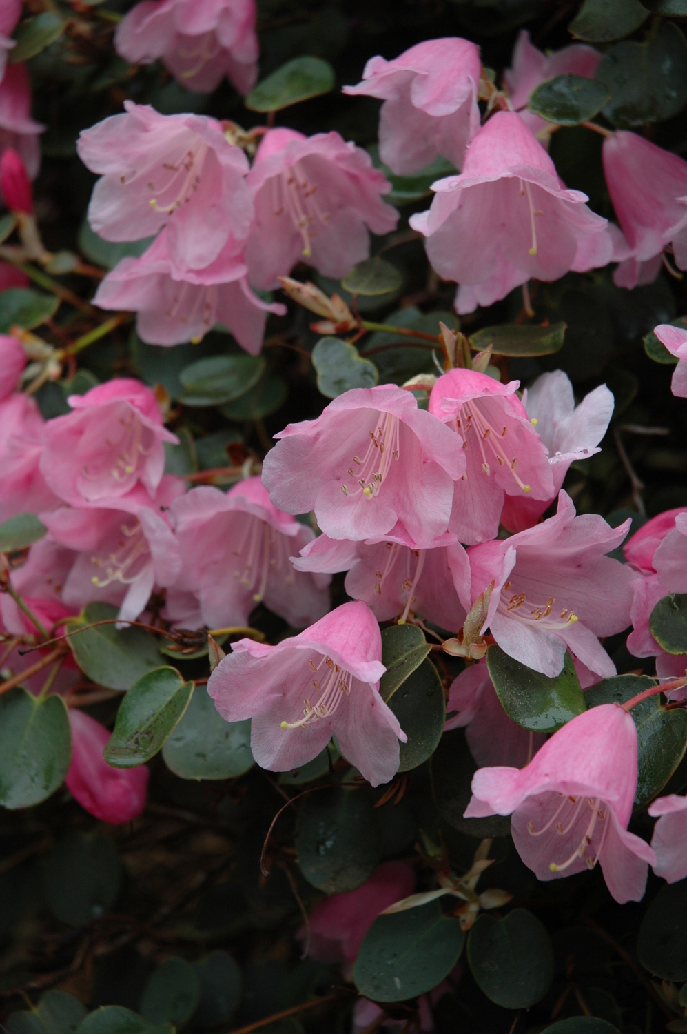 Rhododendron williamsianum Rehder & E.H.Wilson